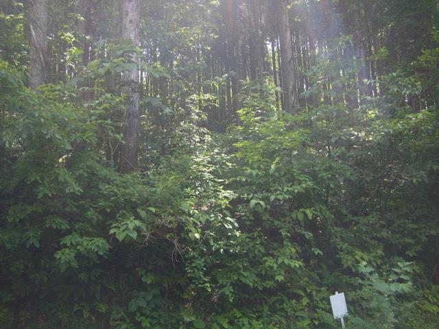 高山市荘川町町屋字西三洞527-163